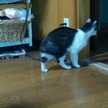 てるにゃん☆