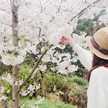 hinoki114
