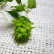 £bergamot£
