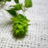 £bergamot£