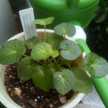 らべんだ1717