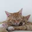 meowcats