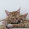 meowcats