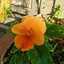 lemon0601