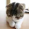 ゆーふぉにあ ゆーふぉにあ