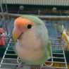 クック5R42P2☆