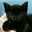 猫のクロ