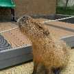 capybaraくん