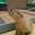 capybaraくん