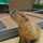 capybaraくん