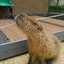 capybaraくん