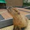 capybaraくん