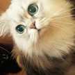 ollokat✄