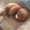 fairyteddy