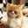 こねこもち