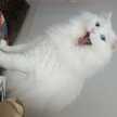 ねこすな
