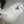 ねこすな