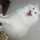 ねこすな ねこすな