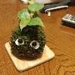 こけだまさん