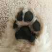 PawKitchen