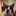 ねこまんま1113