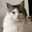 やま猫