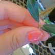 Ricchaco♪