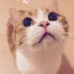 →ねこちゃん