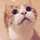 →ねこちゃん