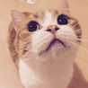 →ねこちゃん