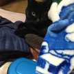 かんにゃぎ
