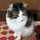 ねこうさこs