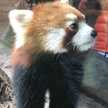 お茶とにゃんこ