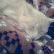 ailo
