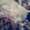ailo