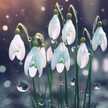 Snow✳drop
