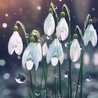 Snow✳drop