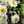 suzu883