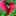 プシケ プシケ