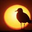 gaviota