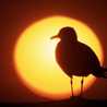 gaviota