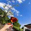 winelover