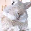 cookrabbit