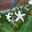 gardencat