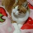☆チィ☆にゃんこママ