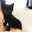 Love♡cat