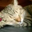 猫ダイダイスキ