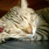 猫ダイダイスキ 猫ダイダイスキ
