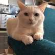 ねねパンチ