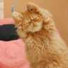 ねこ☆まっしぐら